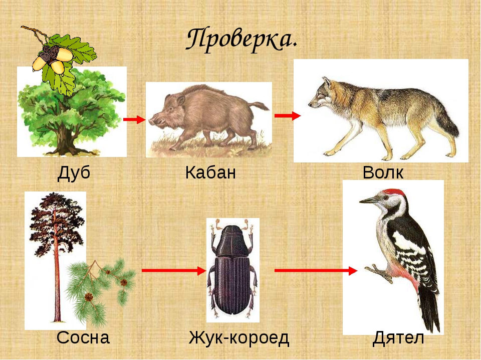 Пищевая цепочка в природе: детритная, пастбищная и паразитическая цепи питания окружающего мира | tvercult.ru