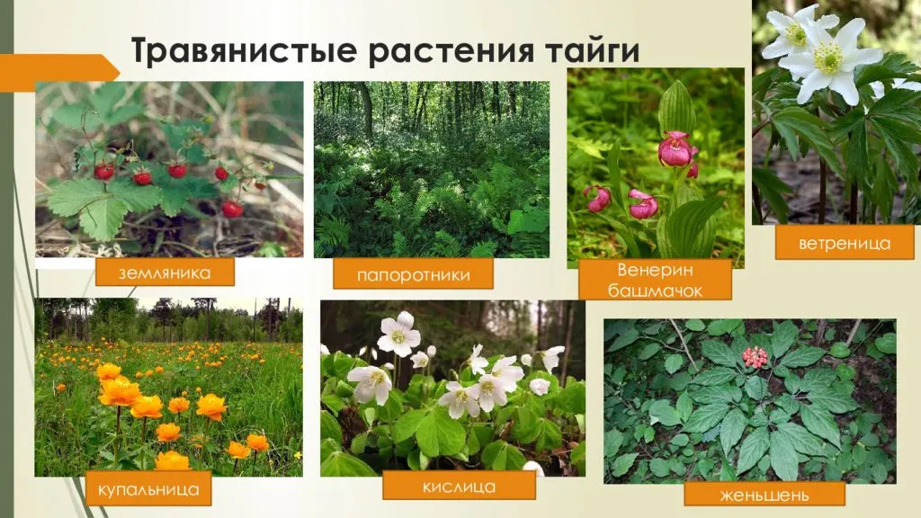 Растения тайги 5 класс биология впр. Зона тайги растения. Природная зона Тайга растения. Растения тайги в Евразии.