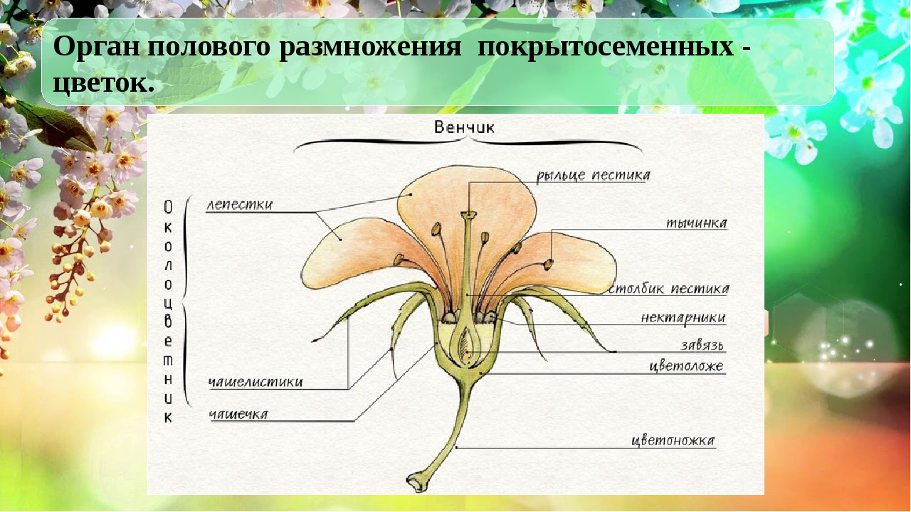 Биология 7 класс контрольная работа покрытосеменные растения