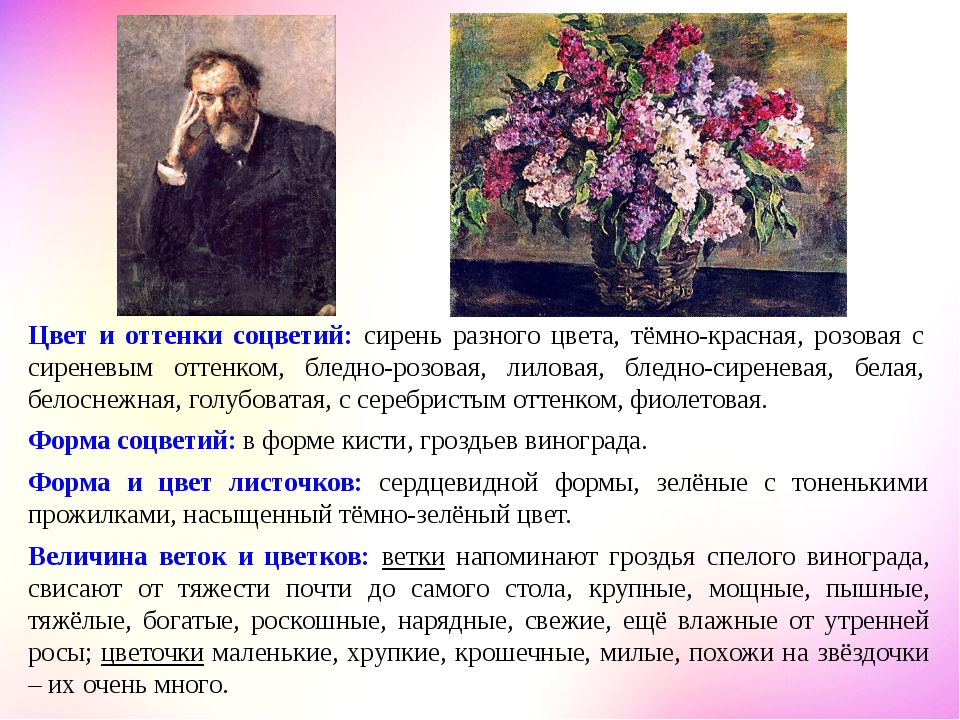Сочинение по картине п. п. кончаловского «сирень в корзине»
