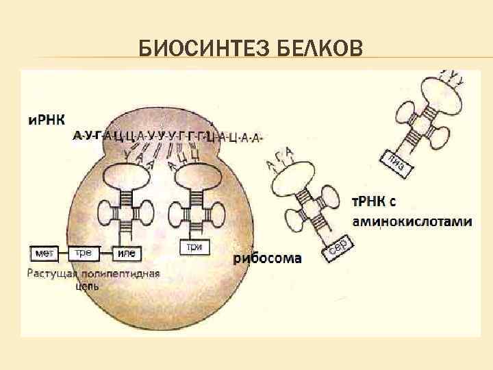 Рисунок биосинтеза