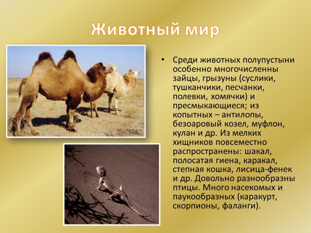 Какие животные обитают в пустынях и полупустынях. Животный мир пустынь и полупустынь. Зона пустынь и полупустынь животные. Пустыни и полупустыни России животный мир. Животный мир пустынь и полупустынь в России.