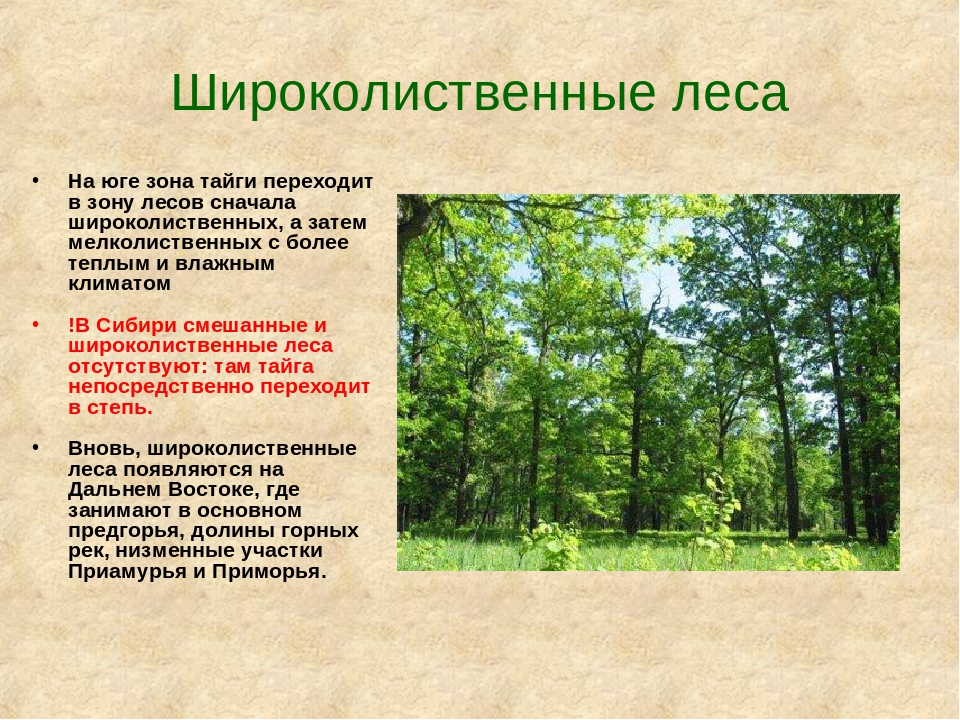 Доклад-сообщение на тему смешанные леса 2, 4, 5, 6, 7 класс