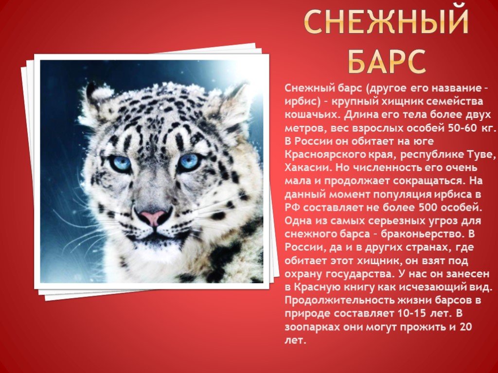 Животные красной книги россии | живность.ру