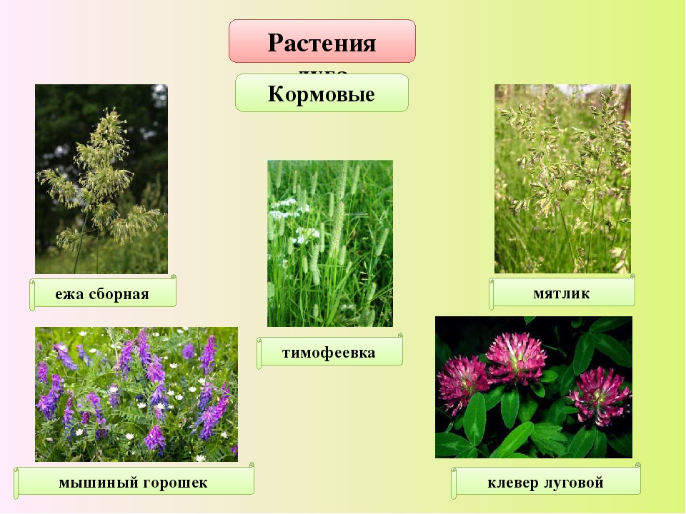 Типы луговых растений