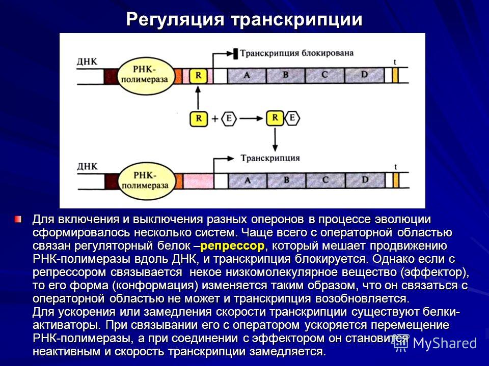 Кодируют информацию о белках. Схема транскрипции синтеза белка. Схемы: трансляция. Регуляция синтеза белка. Регуляция транскрипции РНК. Схема транскрипции и трансляции прокариот.