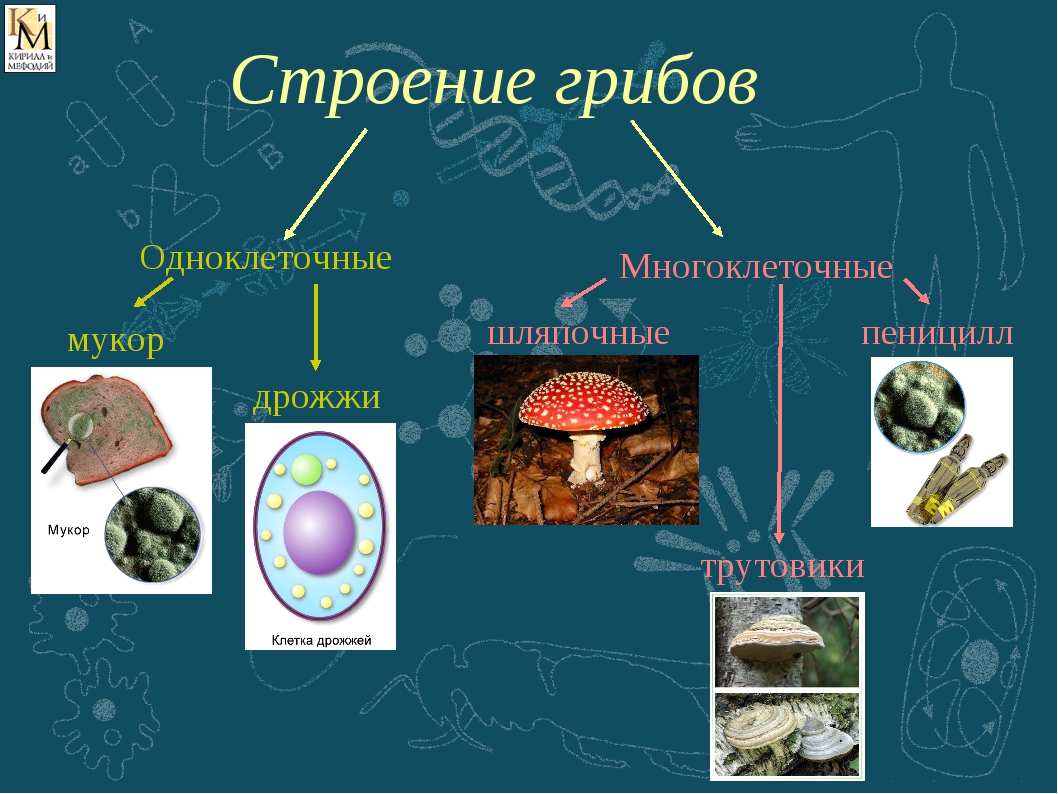 Грибы биология огэ. Классификация грибов одноклеточные и многоклеточные. Строение гриба одноклеточные и многоклеточные. Одноклеточные грибы строение. Дрожжи одноклеточный или многоклеточный гриб.