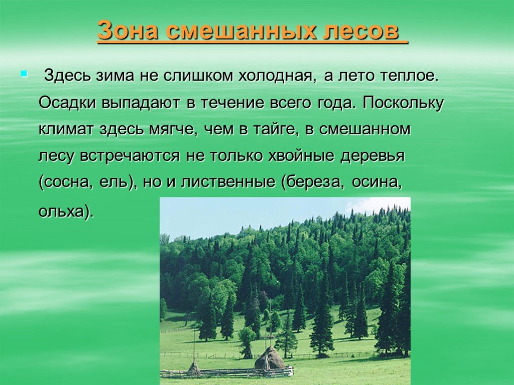 Широколиственные леса россии. географическое положение, климат, животные, растительный мир, фото
