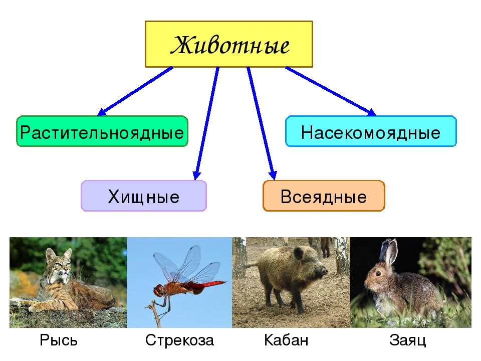 ᐉ список и описание самых распространённых млекопитающих травоядных животных - zoovet24.ru