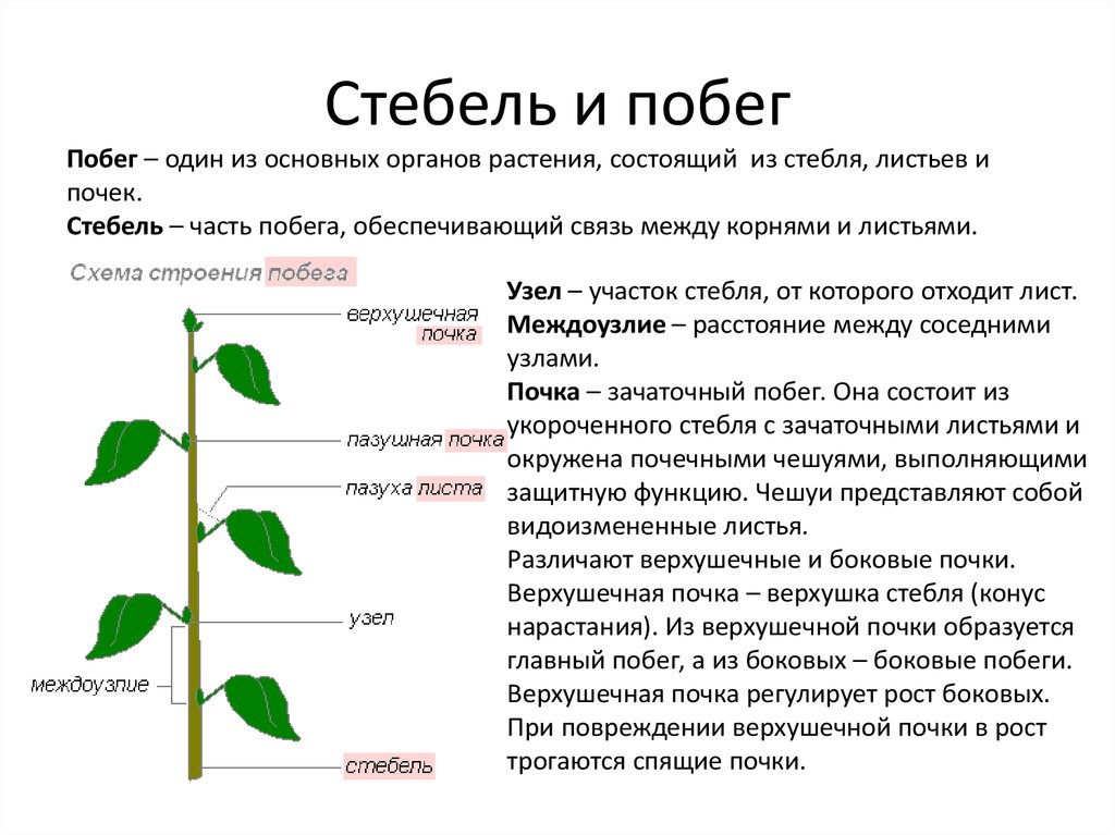 Стебель [растения] — анатомия, внешнее, внутреннее, строение, функции, виды, роль, значение, вики
