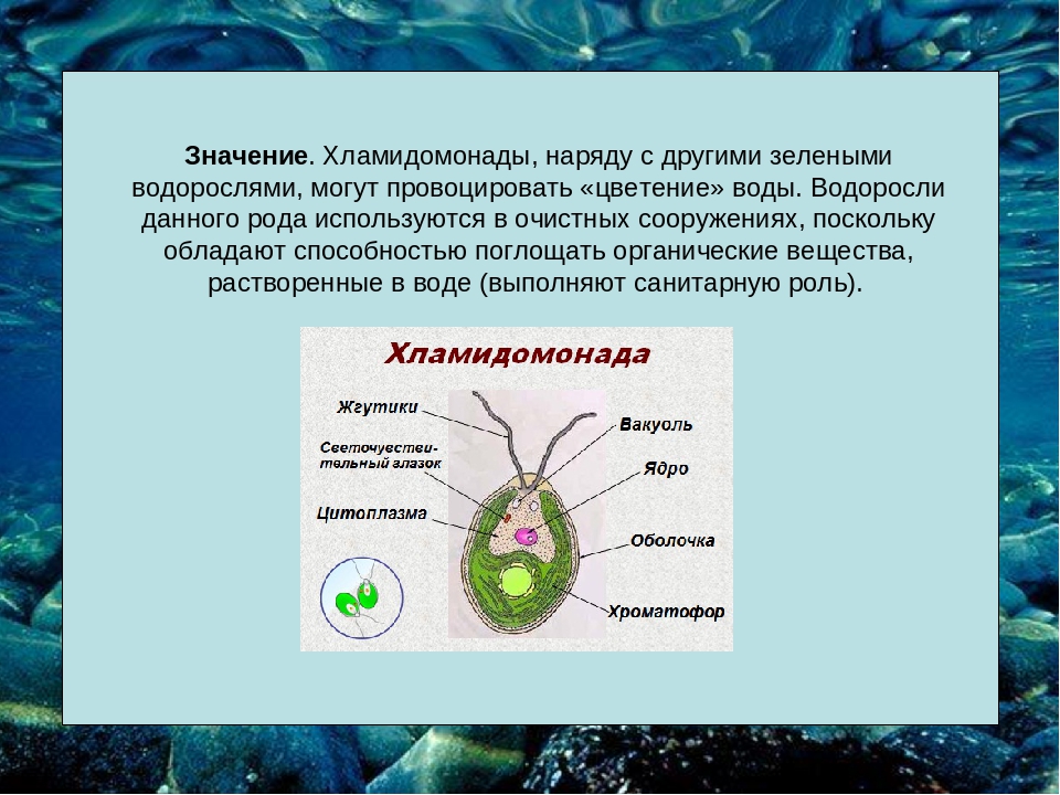 Органы одноклеточных водорослей. Строение хламидомонады. Структура хламидомонады. Хламидомонада водоросль. Одноклеточная водоросль хламидомонада.