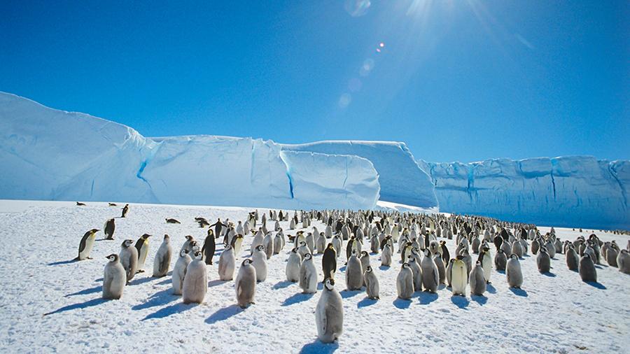 «континент российского лидерства»: как антарктида стала территорией мирного сотрудничества и науки