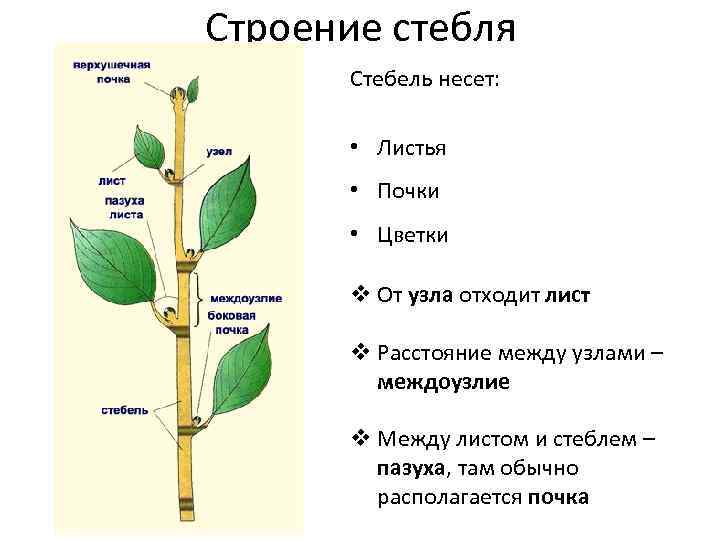 Стебель растения - функции, строение и типы — природа мира