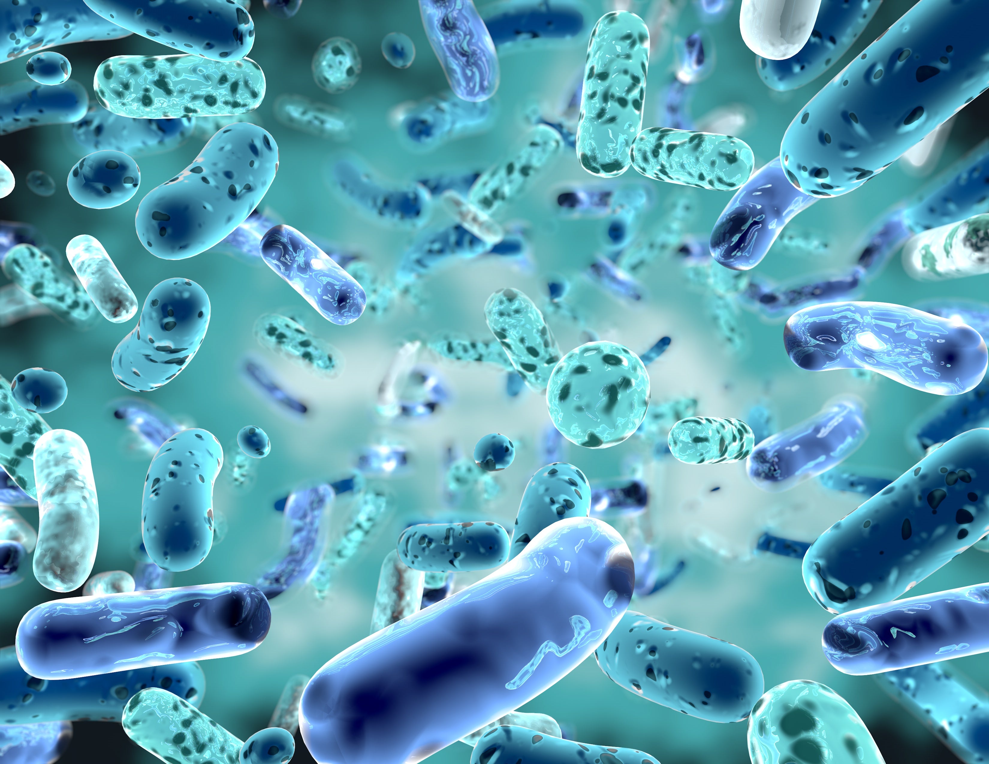 Бактерии - сайт по биологии