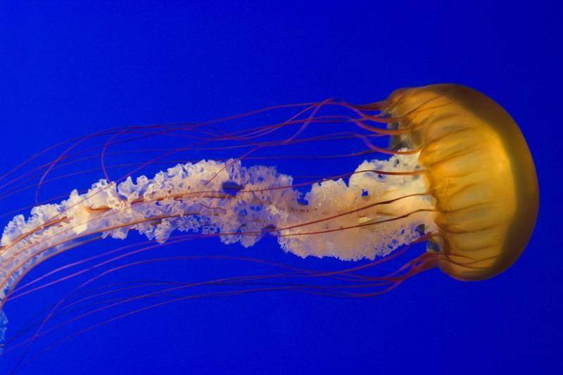 Медузы: сколько живут, чем питаются, из чего состоят и можно ли их есть