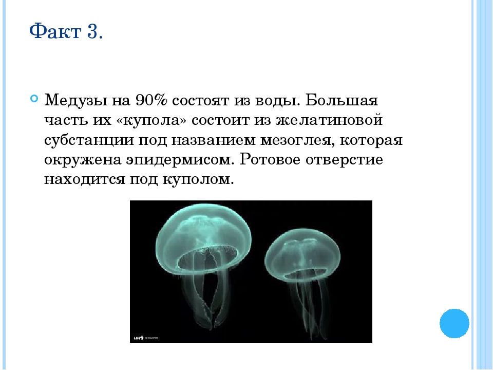 Пресноводные медузы, содержание в аквариуме