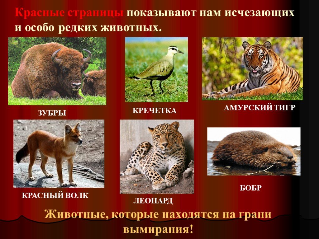 Животные красной книги россии