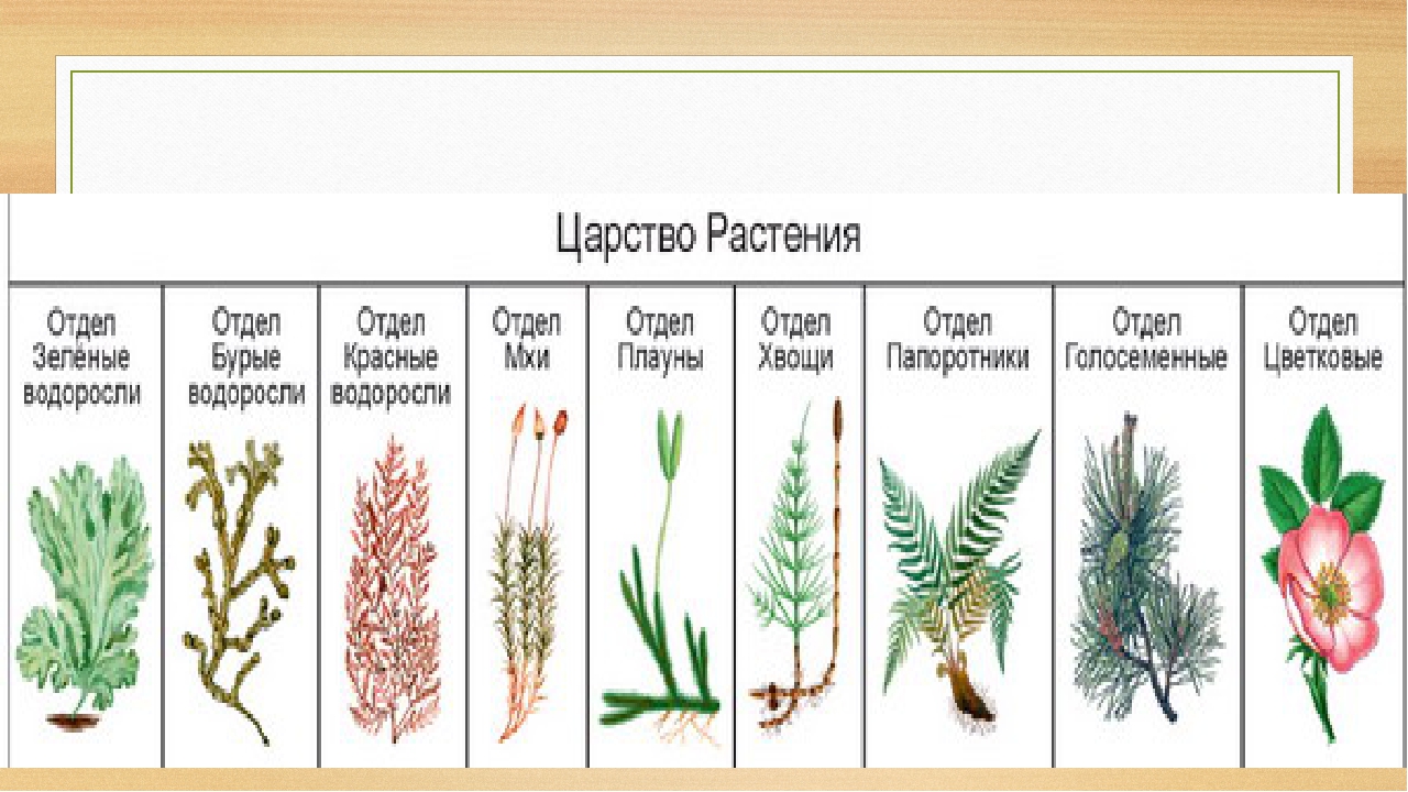 Какие отделы растений показаны на рисунке. Отделы растений. Отделы растений в биологии. Представители отделов царства растений. Отделы растений таблица.