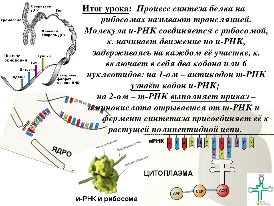 Происходят реакции матричного синтеза. Схема процесса транскрипции Биосинтез белка. Последовательность синтеза белка схема. Процессы трансляции биосинтеза белка.