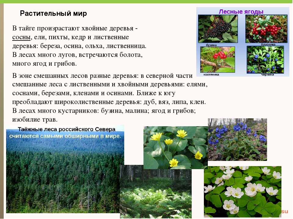 Растения растущие в россии список. Растения тайги. Растительность тайги в России. Сообщение о растительности. Тайга растительность мир.
