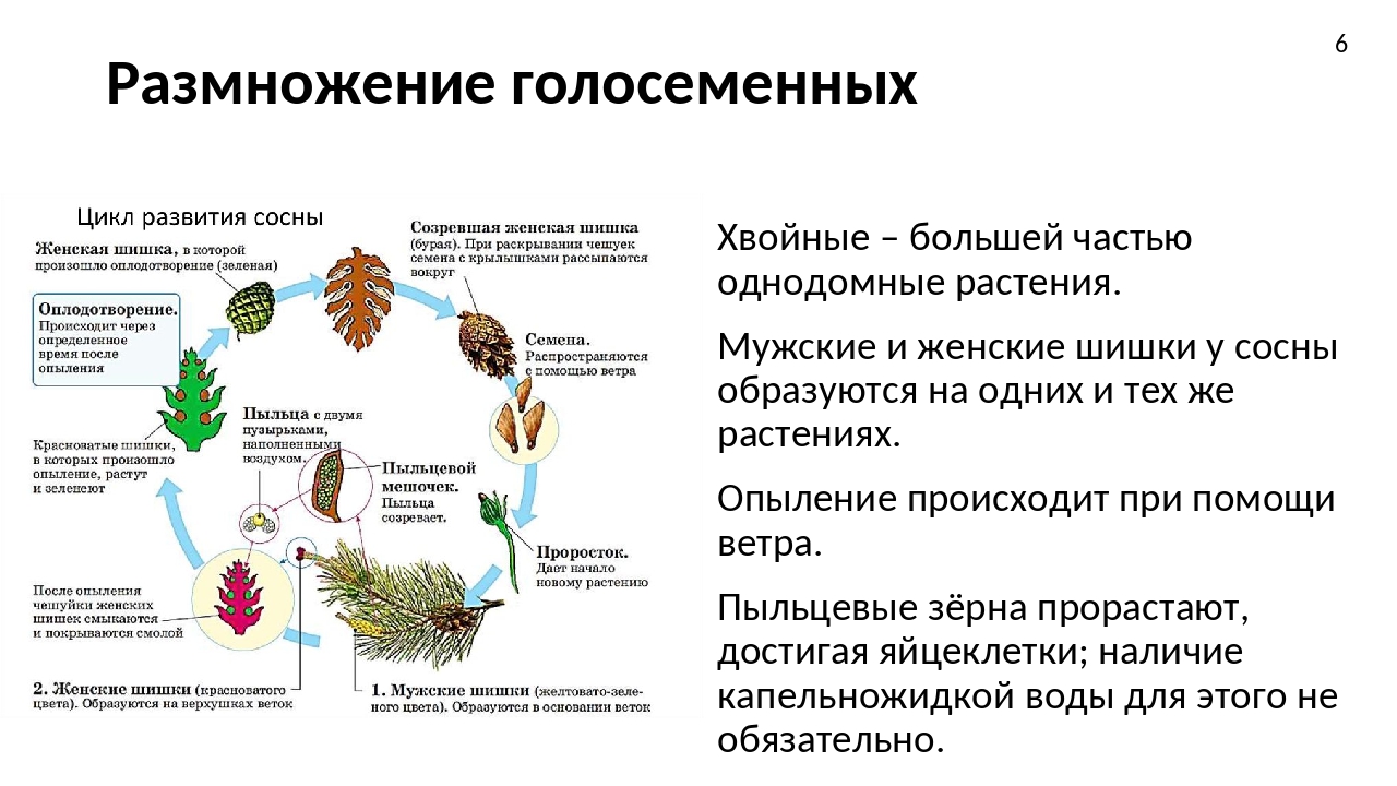 Общее описание сложного и продолжительного жизненного цикла голосеменных растений Последовательные этапы процесса размножения растений, приспособившихся к суровым условиям