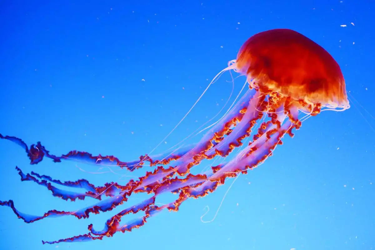 Виды медуз: описания, названия, образ жизни и среда обитания | givotinki.ru