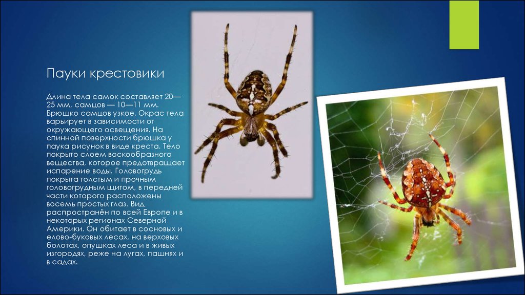 Самые интересные факты о пауках, о которых знают не все