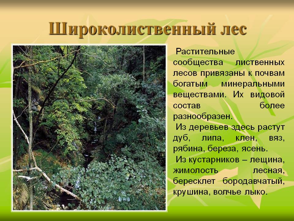 Растения и животные широколиственных лесов :: syl.ru