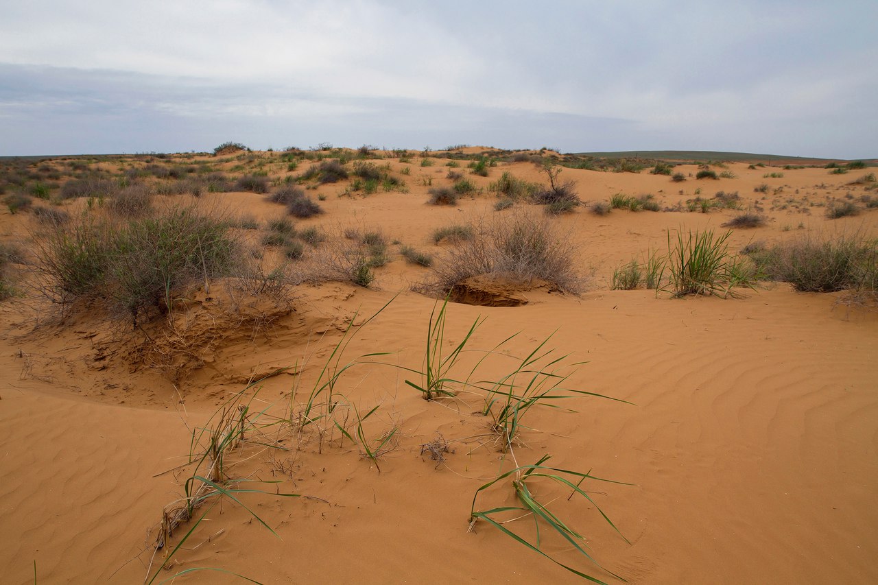 Природа алтайского края: рельеф, климатические зоны, растительный и животный мир
