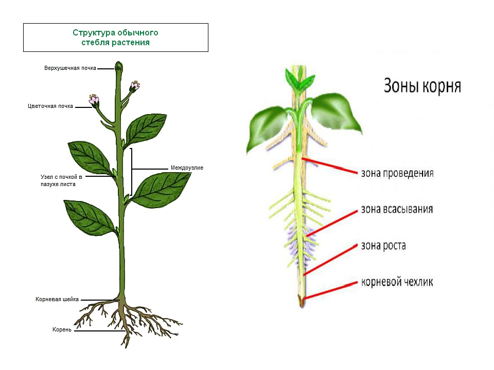 Строение и функции стебля. рост, ветвление и расположение листьев на стебле