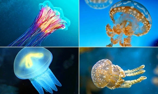 Самые опасные медузы в мире и где они обитают :: инфониак