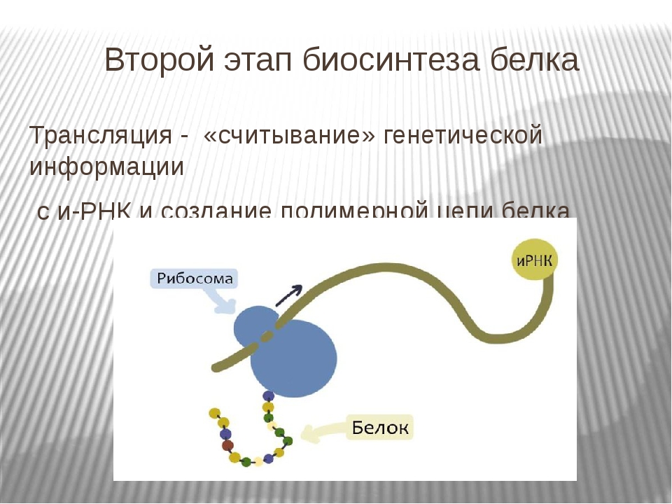 Происходят реакции матричного синтеза. Этапы трансляции биосинтеза белка.