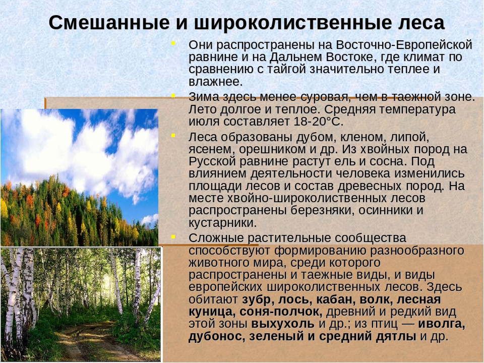 Природные зоны лесов: что характерно для разных климатов, карта, растительный и животный мир | tvercult.ru
