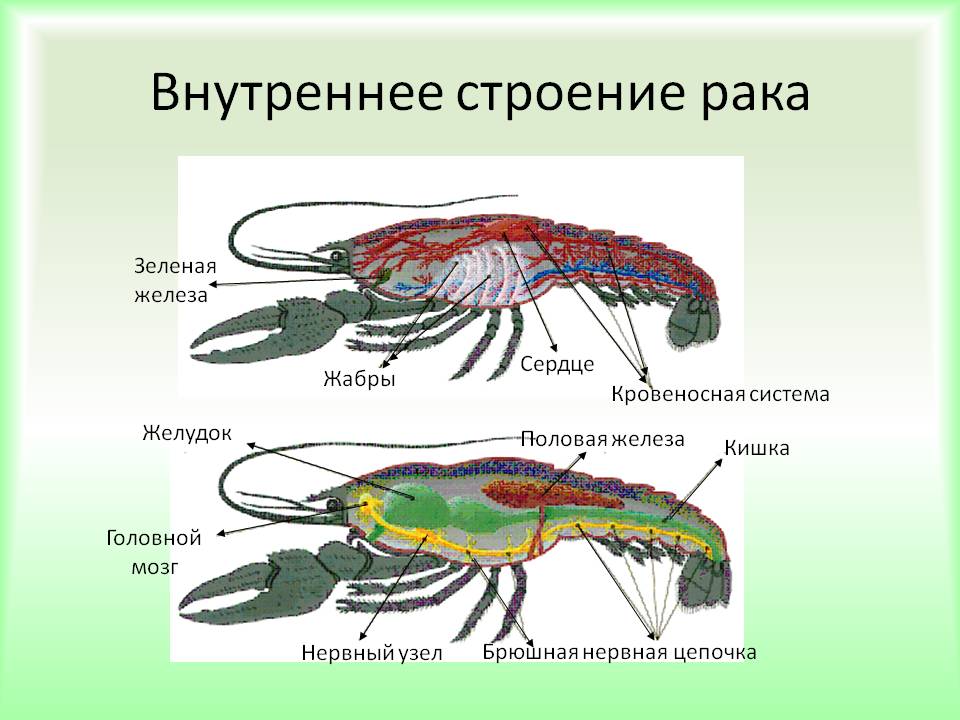 Тип членистоногие: общая характеристика, внешнее строение тела и внутренние системы животных