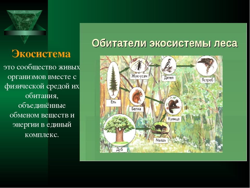 Группа живых организмов название. Экосистема. Обитатели экосистемы леса. Экологическое сообщество это в биологии. Природное сообщество экосистема.