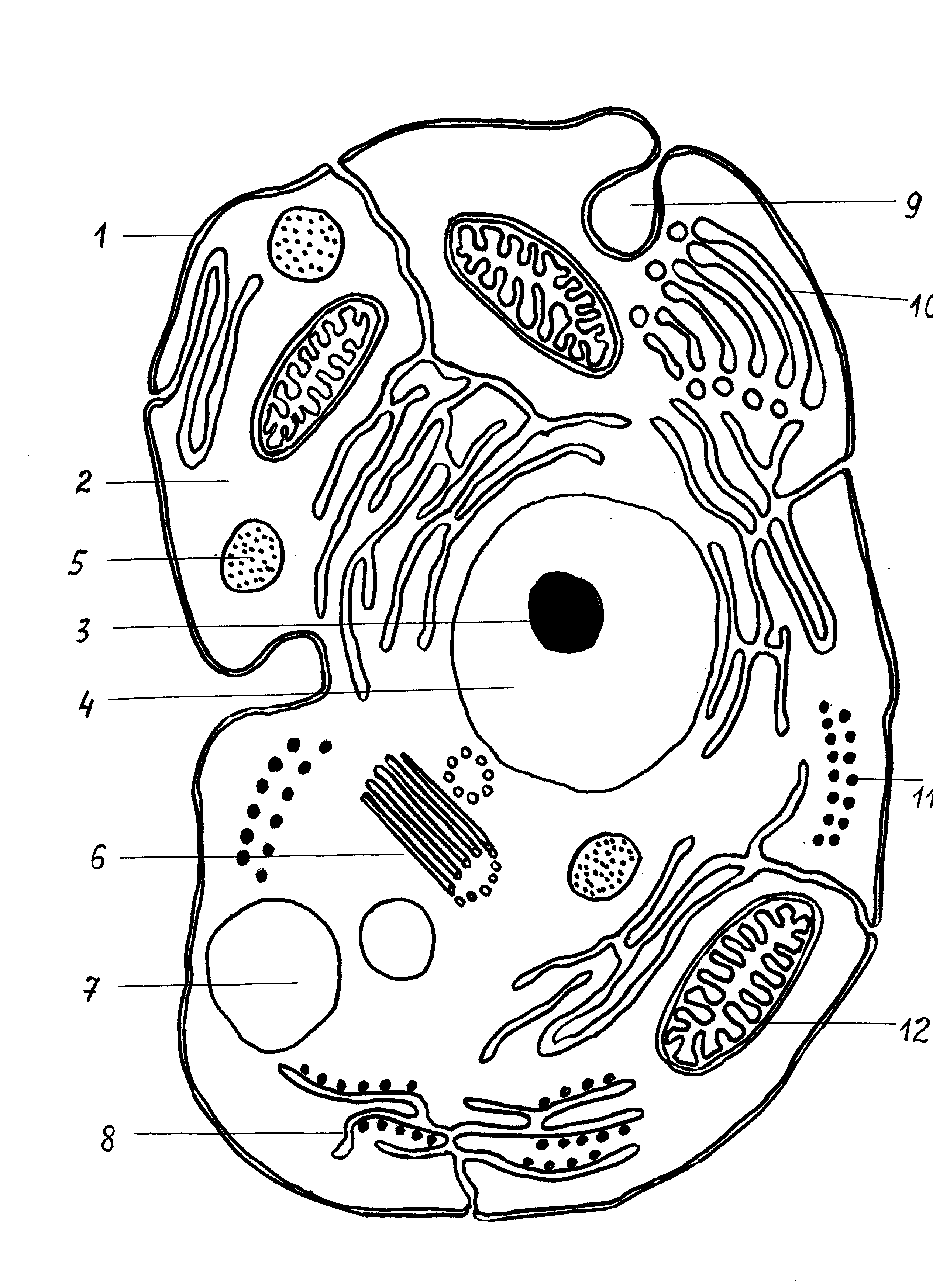 Клетка человека изображение. Схема строения животной клетки. Зарисуйте схему строения животной клетки. Строение животной клетки рисунок. Схематическое изображение органоидов клетки.