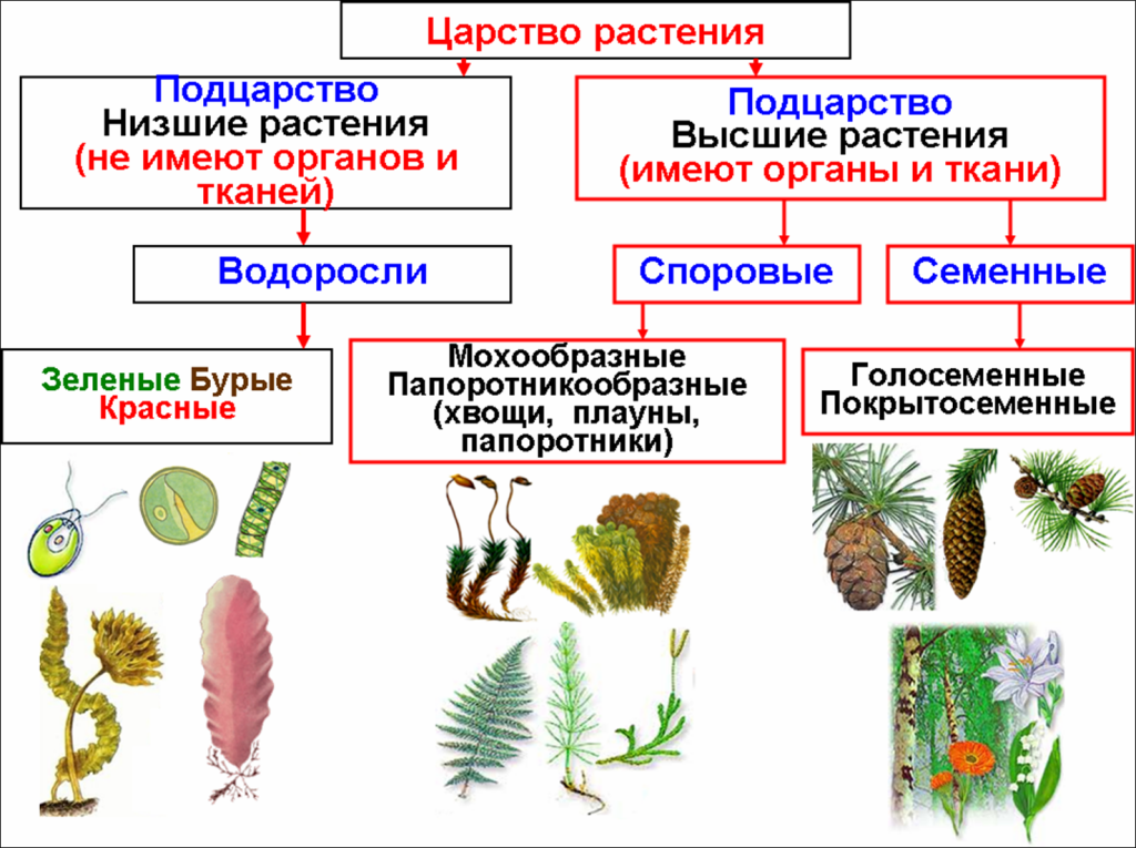 Список наземных растений