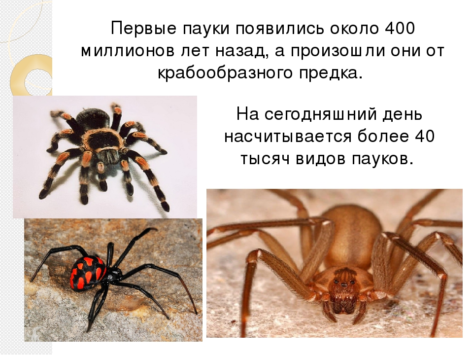 Тип паукообразные ️ общая характеристика, особенности строения, признаки, описание представителей, образ жизни разных видов, среда обитания, размножение