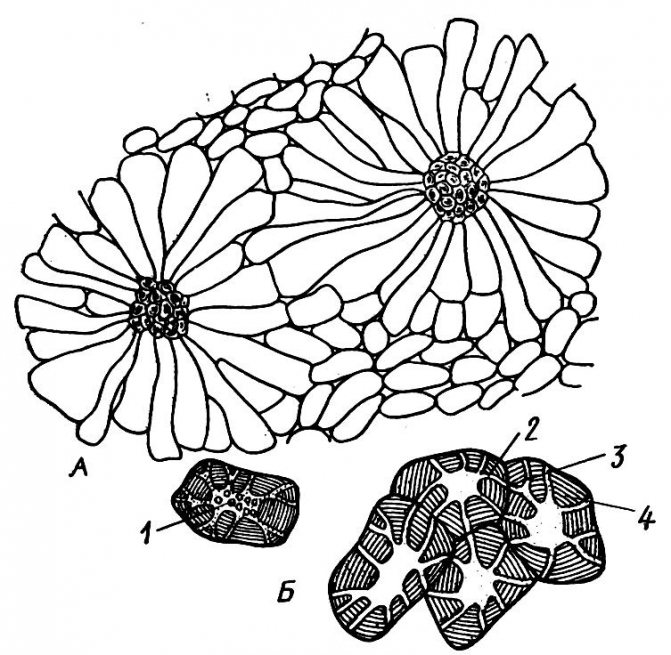 Механическая ткань ️ особенности строения и расположения клеток у растений