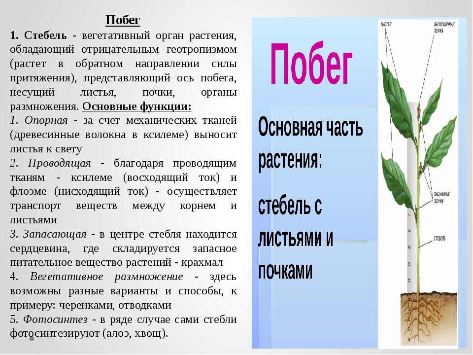 Cтроение стебля растения, дерева и кустарника, какое значение имеют кожица и пробка, функции и виды стеблей, участки стебля на которых развиваются листья, осевая часть стебля | tvercult.ru