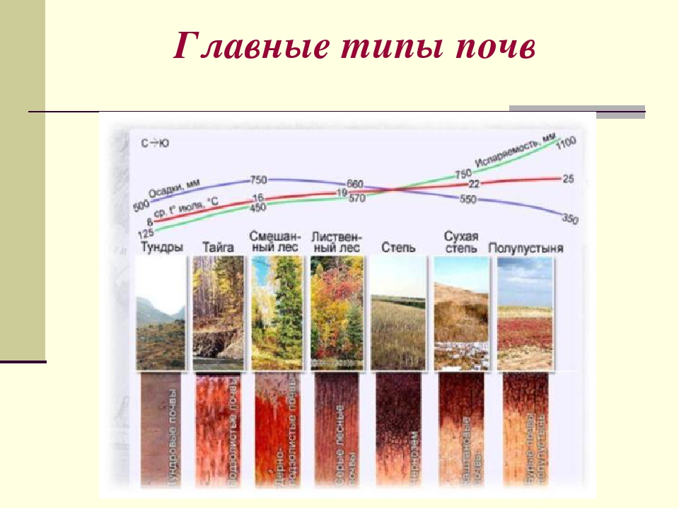 Чернозем природная зона: условия почвообразования и географическое положение