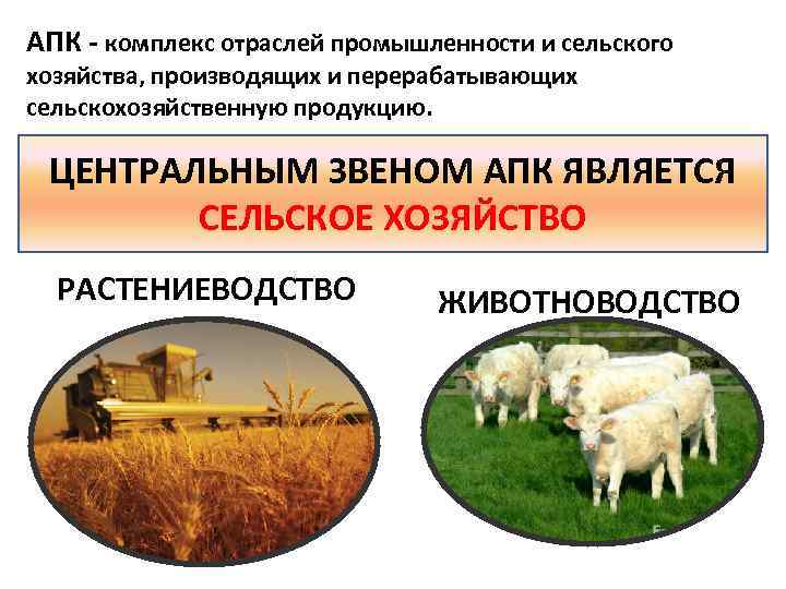Специализация сельского хозяйства восточной сибири