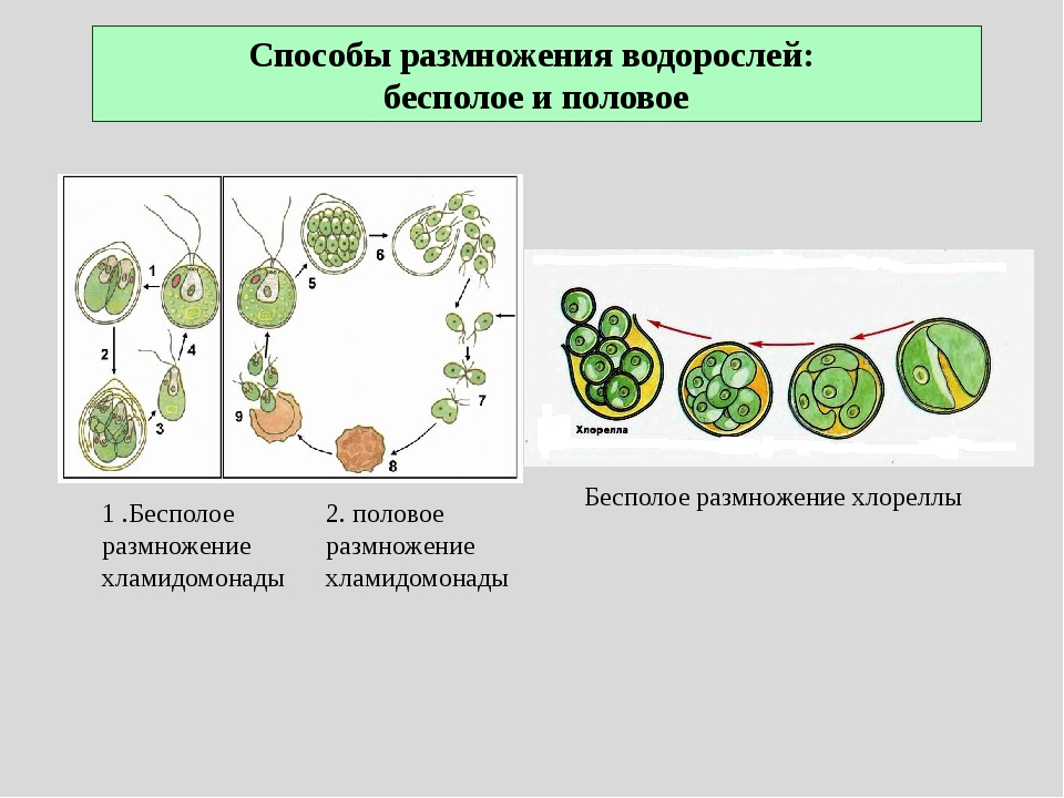 Размножение водорослей схема