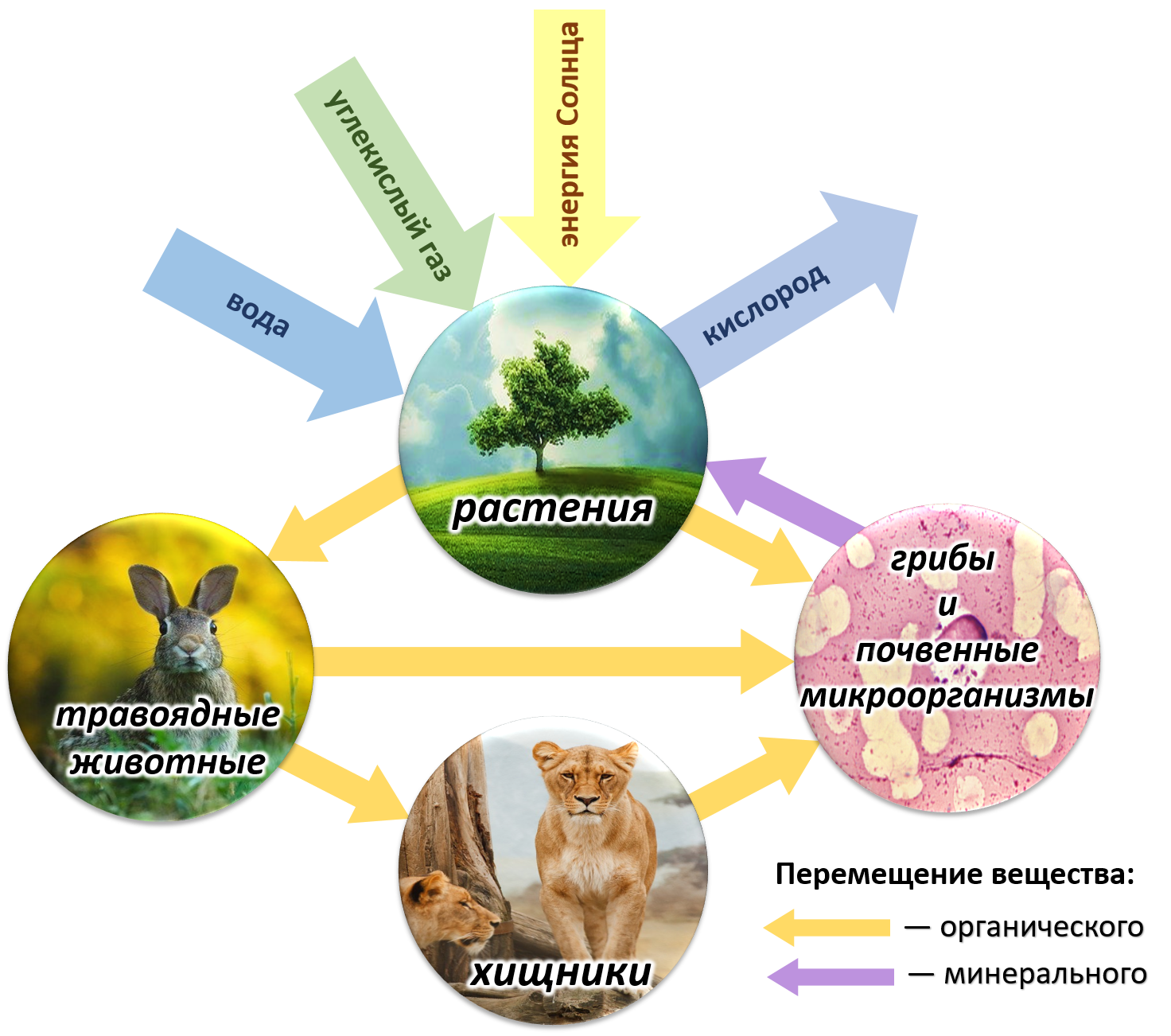 Живых организмов является естественной. Биотический круговорот веществ в биосфере. Круговорот веществ и энергии в биосфере схема. Круговорот веществ в природе Биосфера. Схема биологического круговорота в природе.