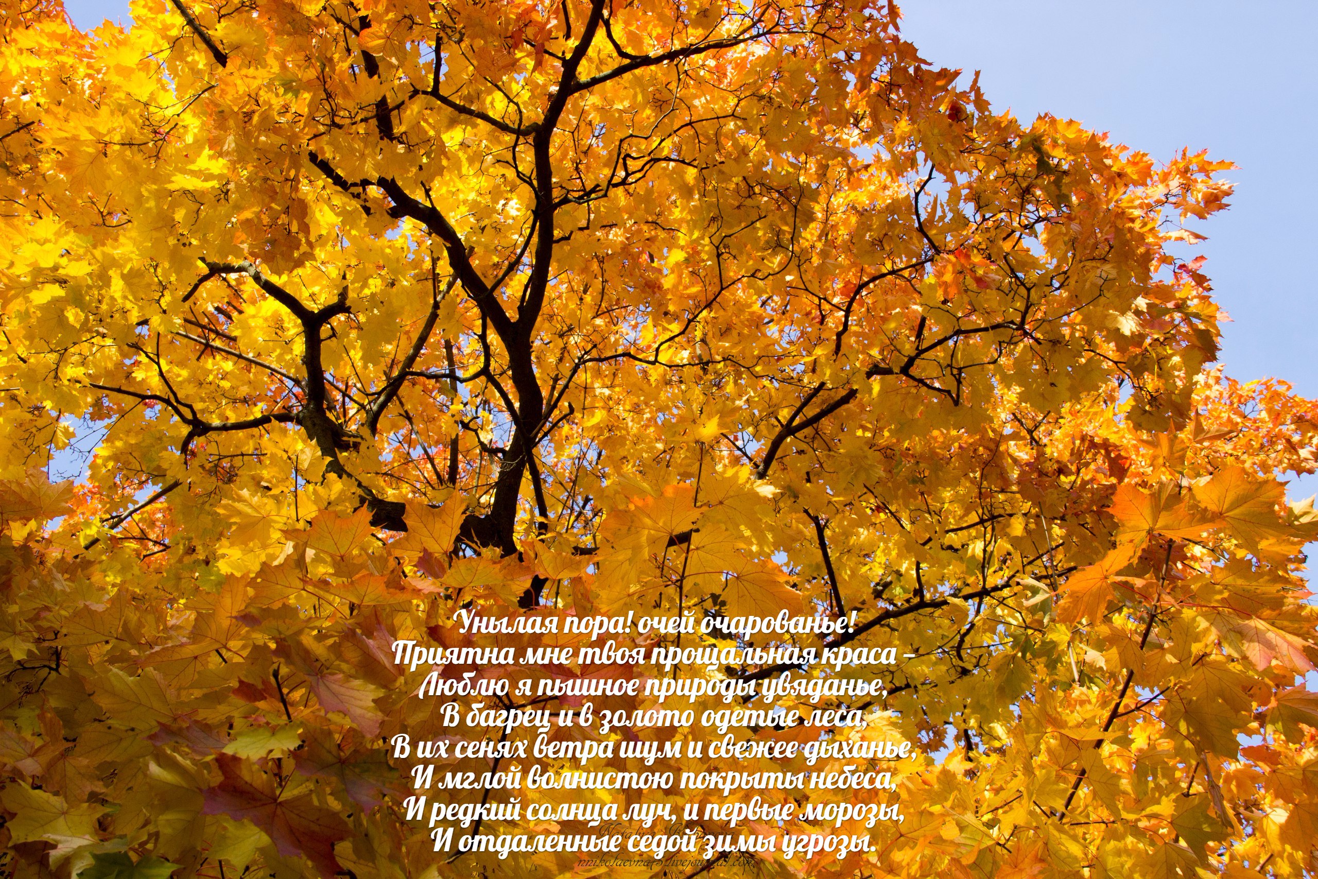 Стихи про осень - подборка красивых стихотворений про золотую осень