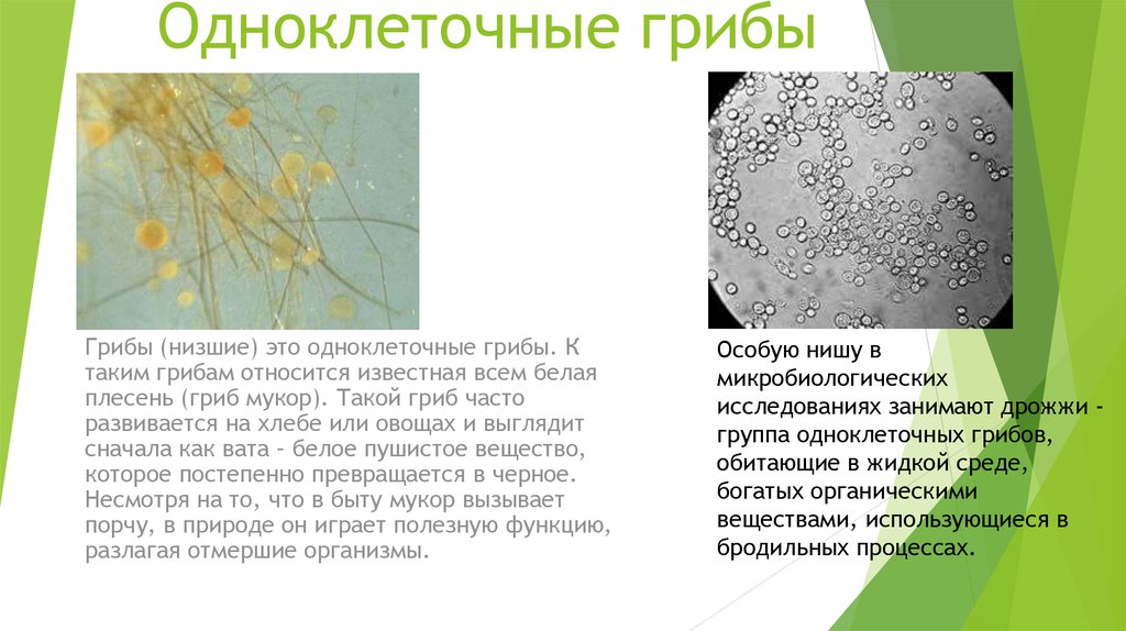 В каких биотехнологиях используют одноклеточные грибы. Одноклеточные грибы. Описание одноклеточных грибов. Одноклеточные грибы особенности. Одноклеточные организмы грибы.