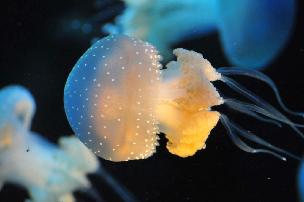 Сцифоидные медузы: аурелия, цианея, корнерот