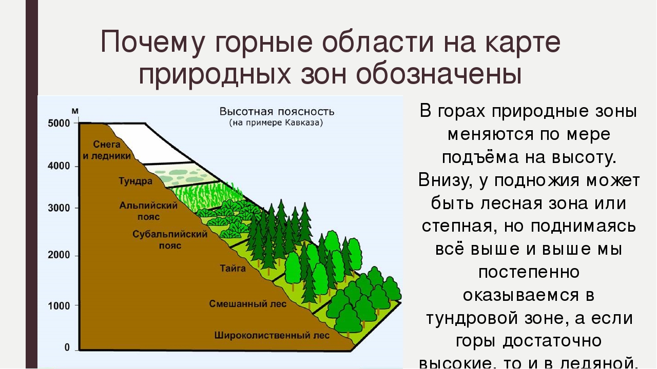 Причина смены природных зон. Высотная поясность или поясность. Природные зоны ВЫСОТНОЙ поясности. Карта природных зон России области ВЫСОТНОЙ поясности. Высотная поясность России.