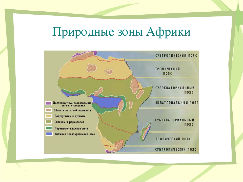 Какие природные зоны в африке? природная зона саванн. саванны африки и всего мира: фото, видео. климат, почва, растения, деревья и животные жители африканской саванны природные зоны африки саванны
