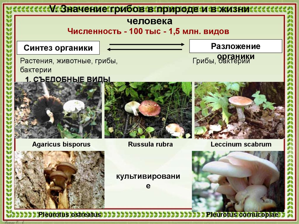 Значение грибов (биология, 5 класс) ️ основные признаки и функции